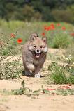 CHIEN FINNOIS DE LAPONIE 442